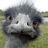 Ostrich-avator.webp