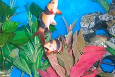 100_1203.webp