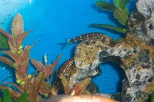 100_1227.webp