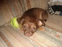 peanut2.webp