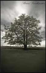 Antietam Cemetary Tree 2.webp