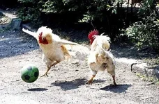 funny-2_thumbnail.webp
