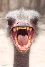 emu.webp