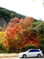 CIMG2739a.webp