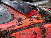 Mazda3TreeDamage4.webp
