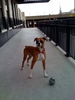 robbie2.webp