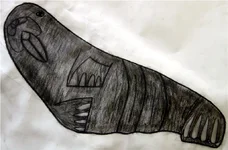 walrus2.webp