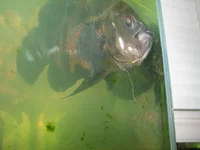 healed fish.webp