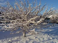 House Snow Front Tree.webp