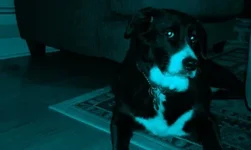 Maisy in Blue.webp