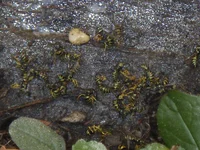 P8230220.webp