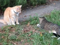 assistants.webp