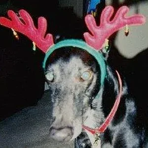 Pharaoh Reindeer 2.webp