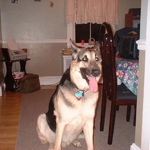 Barmy sitting.webp