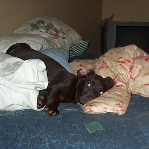 Puppy resize 10.webp