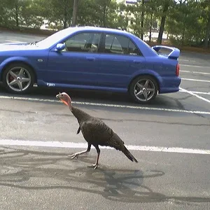 TURKEY.webp