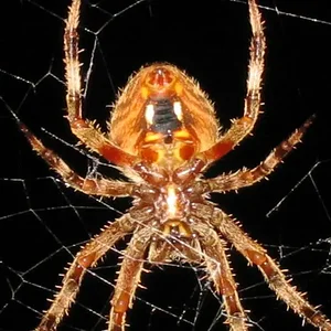 spider 004.webp