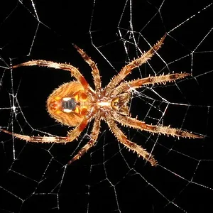 spider 006.webp