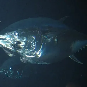 Aquarium of the Pacific 4.webp