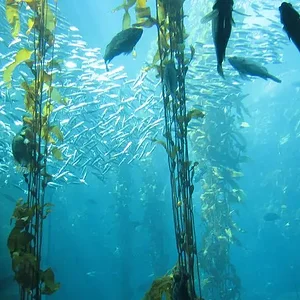 Aquarium of the Pacific 6.webp