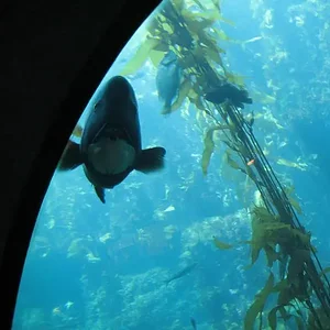 Aquarium of the Pacific 9.webp