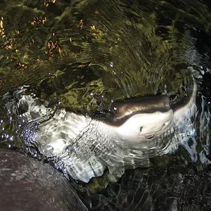 Aquarium of the Pacific 28.webp