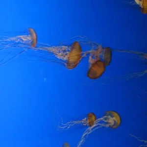 Aquarium of the Pacific 46.webp