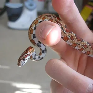 underside clinton.webp