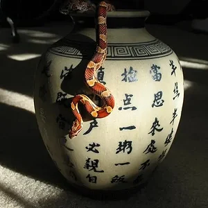 clinton hanging.webp