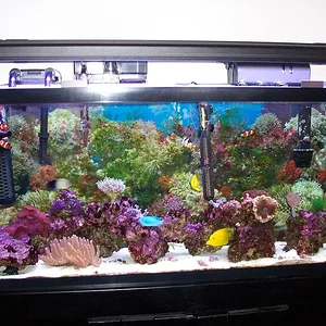 55 gal reef.webp