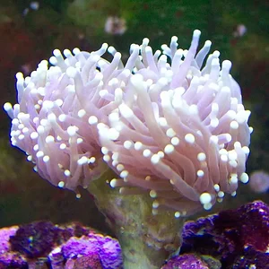 Torch coral.webp