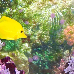 Yellow tang.webp