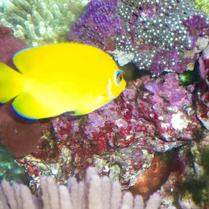 Lemonpeel Angel.webp