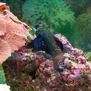 mandarinfish 1.webp