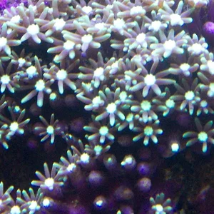 green star polyps.webp