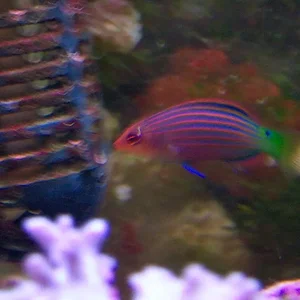 6-line wrasse.webp