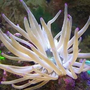 Florida Pink-tip anemone.webp