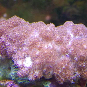 Carpet leather coral.webp