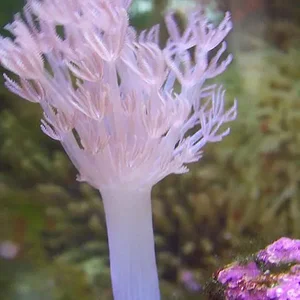 Xenia (pulsing coral).webp