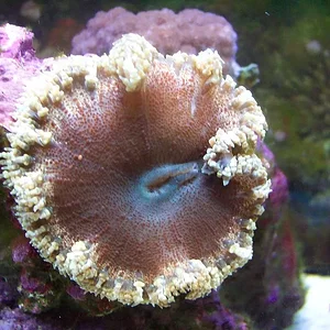 rock anemone.webp
