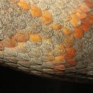 sigb scales close.webp