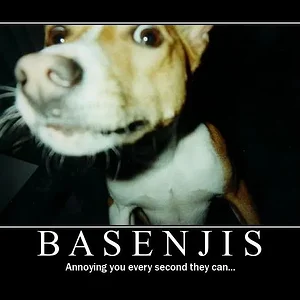 basenjis.webp