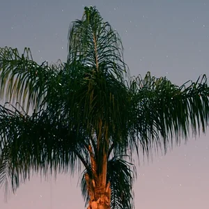 palm at night 3 copy.webp