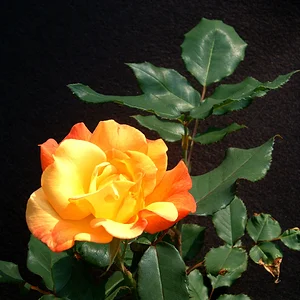 Rose01a.webp