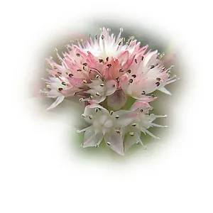 rockbegonia5 copy.webp