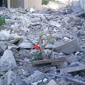 palace-flower-in-rubble.webp