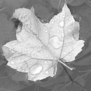Feuille sur eau b&w.webp