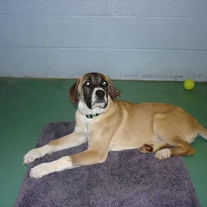 Copy of DSC04136[1].webp