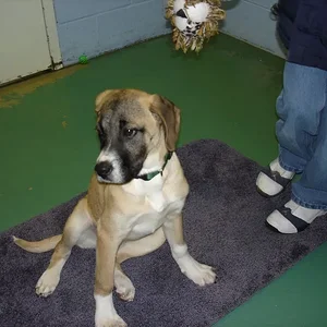 Copy of DSC04150[1].webp