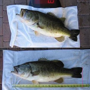 Bass7lbs23''_0.webp